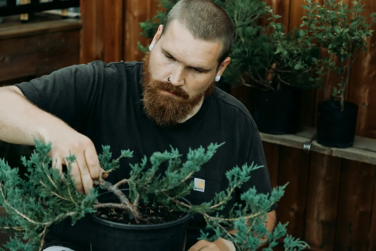 A bearded man trimming a bonsai tree